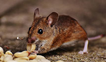 24 Hour & Emergency Exterminators in Northville, MI